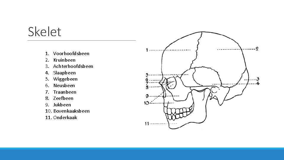 Skelet 1. Voorhoofdsbeen 2. Kruinbeen 3. Achterhoofdsbeen 4. Slaapbeen 5. Wiggebeen 6. Neusbeen 7.