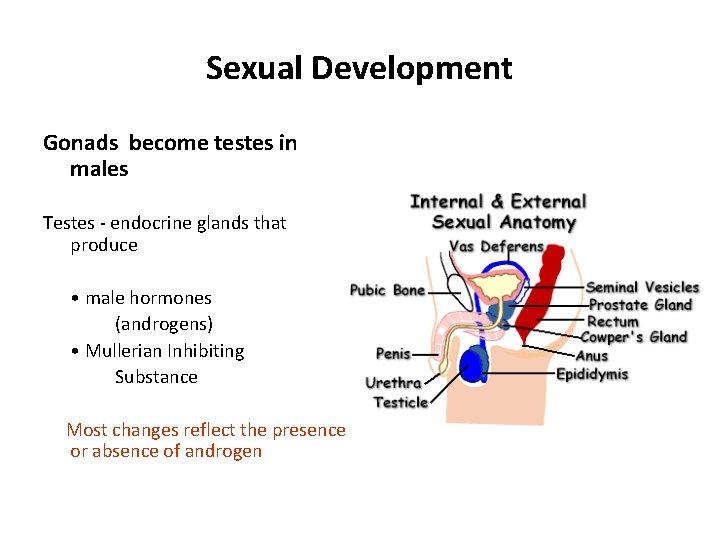 Sexual Development Gonads become testes in males Testes - endocrine glands that produce •