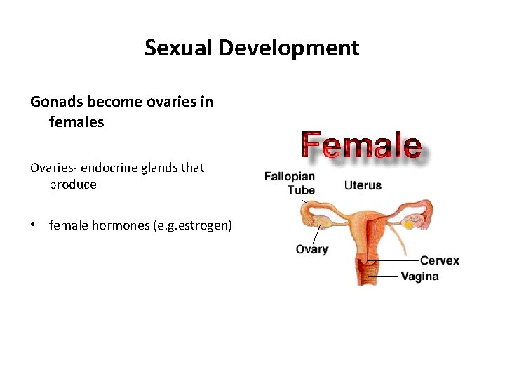 Sexual Development Gonads become ovaries in females Ovaries- endocrine glands that produce • female