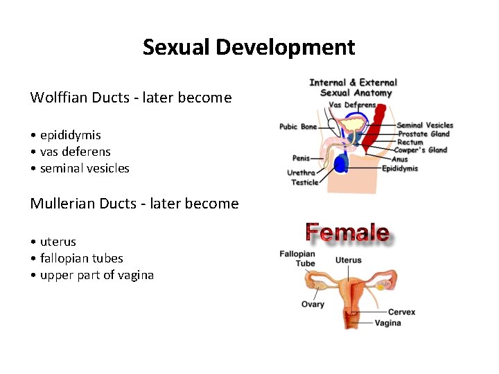 Sexual Development Wolffian Ducts - later become • epididymis • vas deferens • seminal