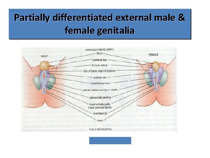 Partially differentiated external male & female genitalia 