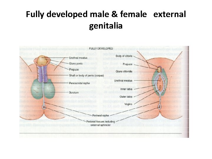 Fully developed male & female external genitalia 