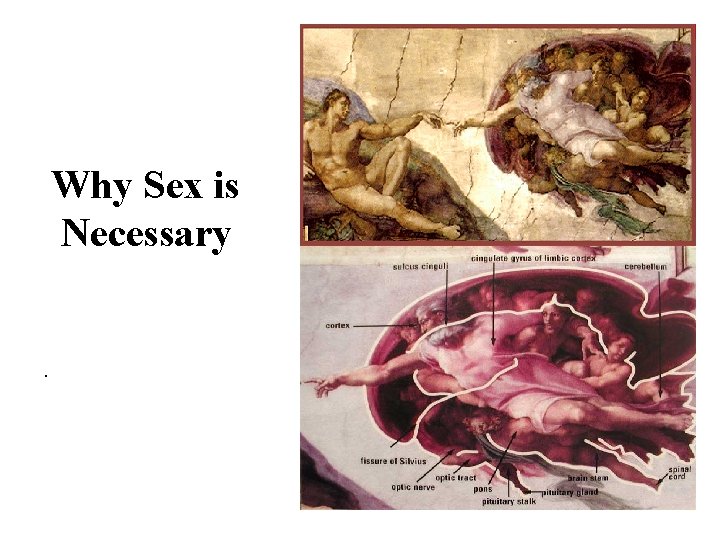 Why Sex is Necessary . 