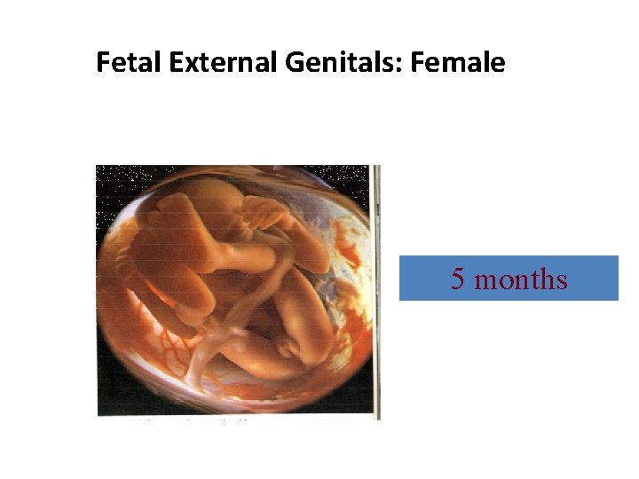 Fetal External Genitals: Female 5 months 