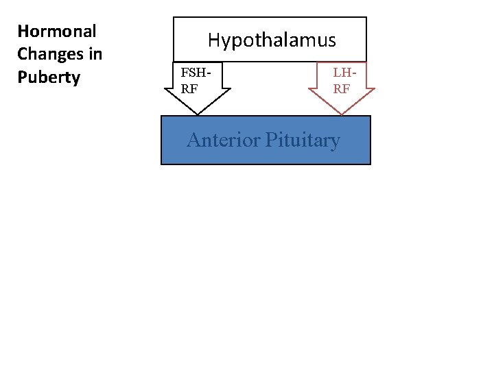 Hormonal Changes in Puberty Hypothalamus FSHRF LHRF Anterior Pituitary 