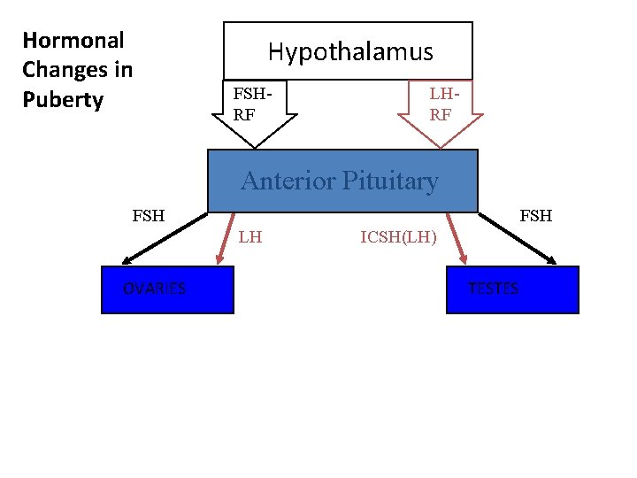 Hormonal Changes in Puberty Hypothalamus FSHRF LHRF Anterior Pituitary FSH LH OVARIES ICSH(LH) TESTES