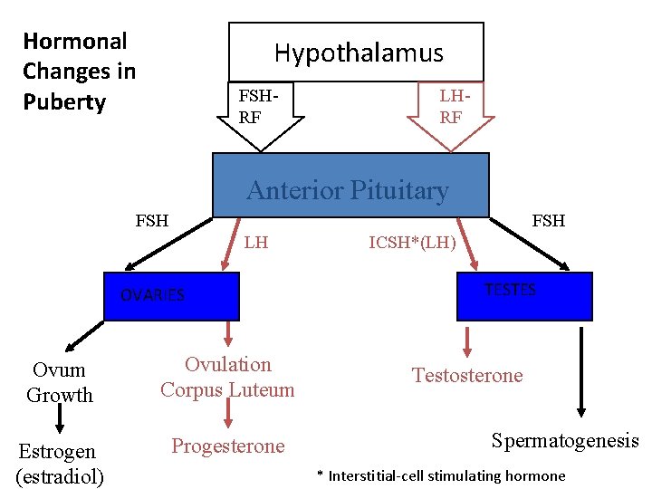 Hormonal Changes in Puberty Hypothalamus FSHRF LHRF Anterior Pituitary FSH LH OVARIES Ovum Growth