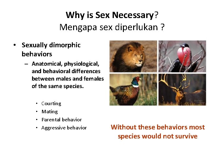 Why is Sex Necessary? Mengapa sex diperlukan ? • Sexually dimorphic behaviors – Anatomical,