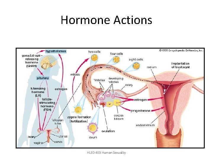 Hormone Actions HLED 403 Human Sexuality 