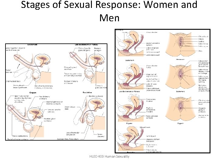 Stages of Sexual Response: Women and Men HLED 403 Human Sexuality 