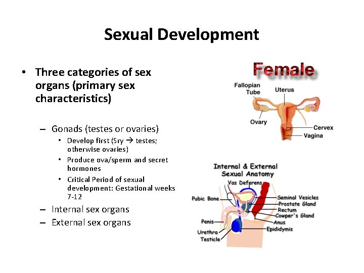 Sexual Development • Three categories of sex organs (primary sex characteristics) – Gonads (testes