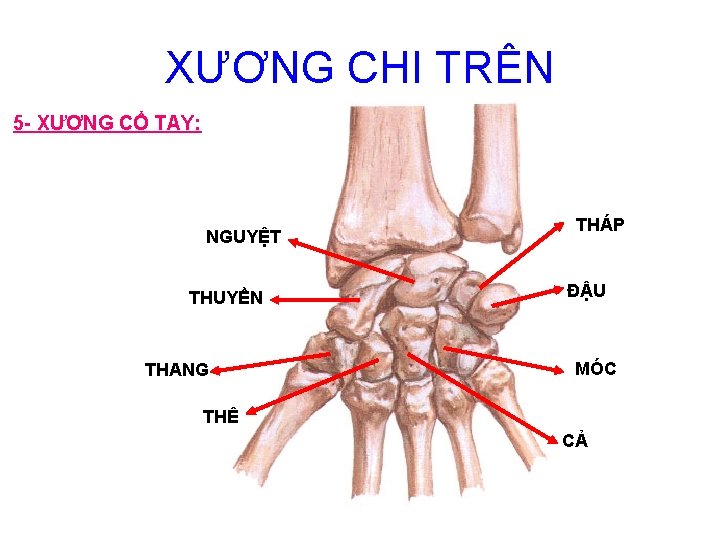 XƯƠNG CHI TRÊN 5 - XƯƠNG CỔ TAY: NGUYỆT THUYỀN THANG THÁP ĐẬU MÓC