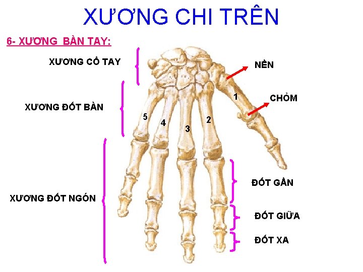 XƯƠNG CHI TRÊN 6 - XƯƠNG BÀN TAY: XƯƠNG CỔ TAY NỀN 1 XƯƠNG