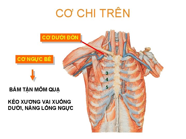 CƠ CHI TRÊN CƠ DƯỚI ĐÒN CƠ NGỰC BÉ 3 4 BÁM TẬN MÕM