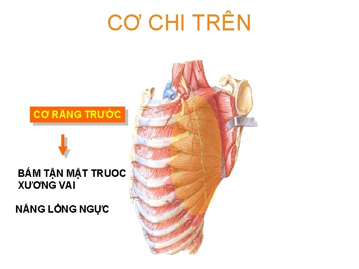 CƠ CHI TRÊN CƠ RĂNG TRƯỚC BÁM TẬN MẶT TRUOC XƯƠNG VAI N NG