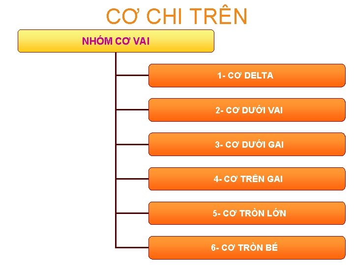 CƠ CHI TRÊN NHÓM CƠ VAI 1 - CƠ DELTA 2 - CƠ DƯỚI