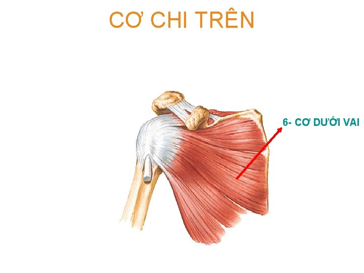 CƠ CHI TRÊN 6 - CƠ DƯỚI VAI 