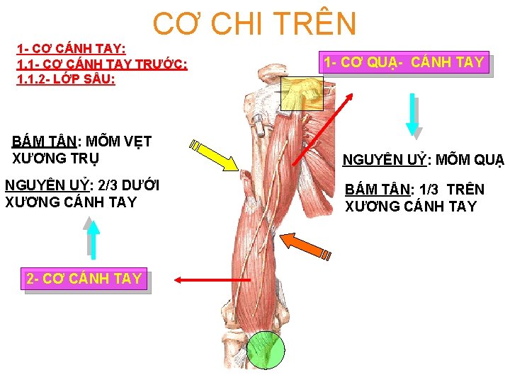 CƠ CHI TRÊN 1 - CƠ CÁNH TAY: 1. 1 - CƠ CÁNH TAY