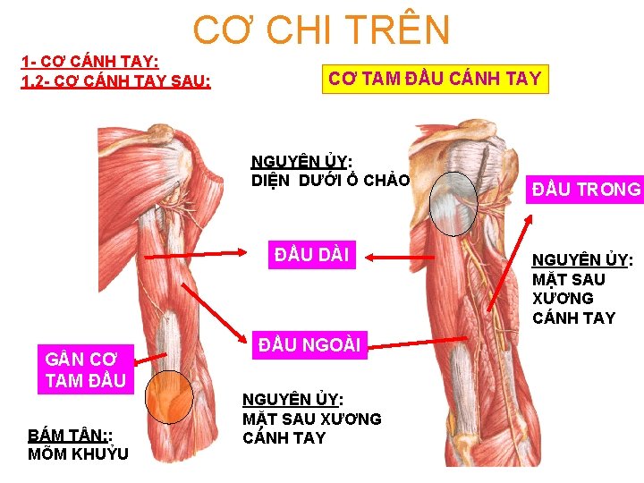 CƠ CHI TRÊN 1 - CƠ CÁNH TAY: 1. 2 - CƠ CÁNH TAY