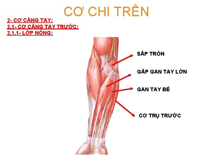 CƠ CHI TRÊN 2 - CƠ CẲNG TAY: 2. 1 - CƠ CẲNG TAY