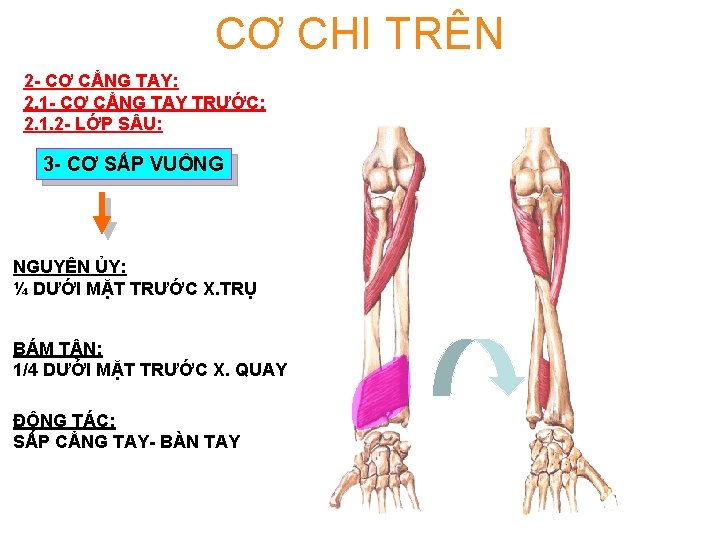 CƠ CHI TRÊN 2 - CƠ CẲNG TAY: 2. 1 - CƠ CẲNG TAY