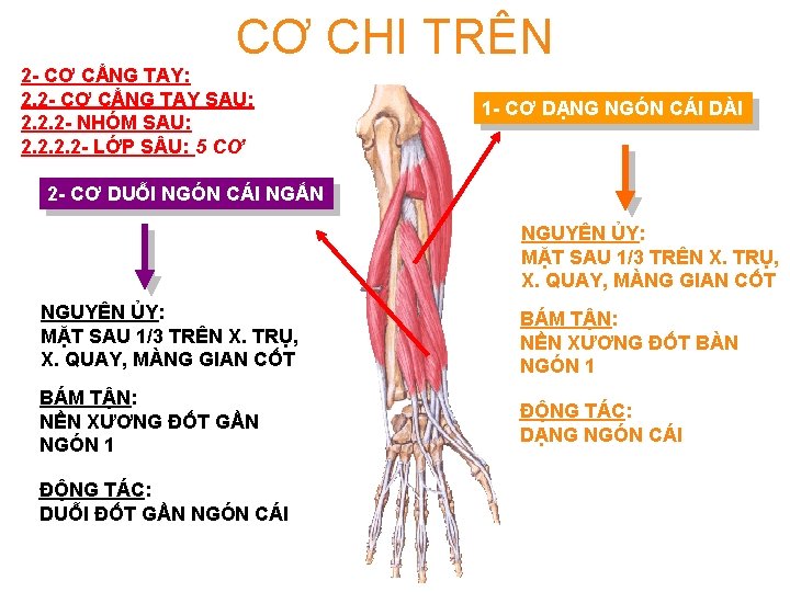 CƠ CHI TRÊN 2 - CƠ CẲNG TAY: 2. 2 - CƠ CẲNG TAY