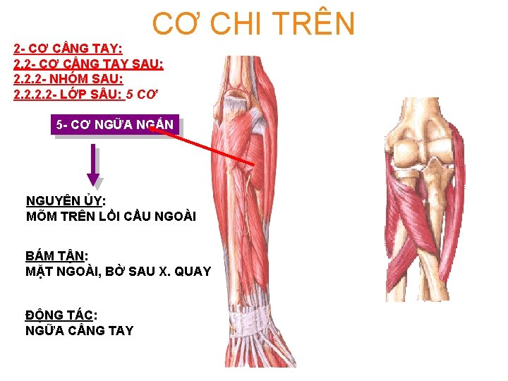 CƠ CHI TRÊN 2 - CƠ CẲNG TAY: 2. 2 - CƠ CẲNG TAY