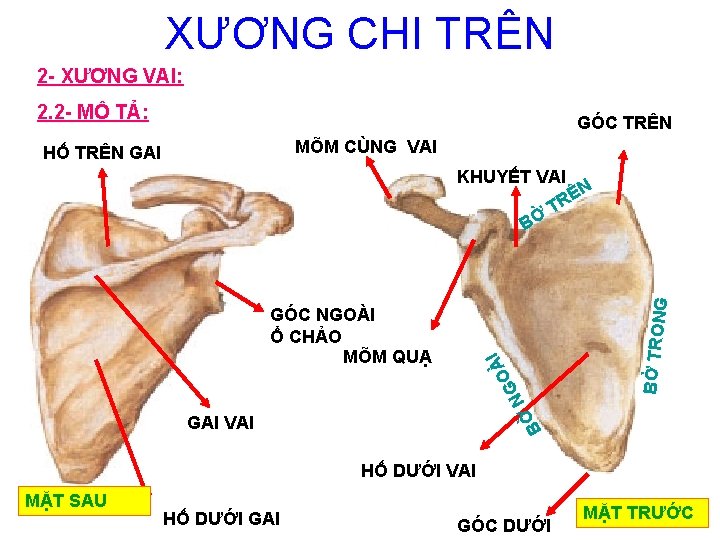 XƯƠNG CHI TRÊN 2 - XƯƠNG VAI: 2. 2 - MÔ TẢ: GÓC TRÊN