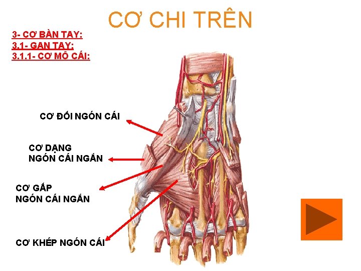 3 - CƠ BÀN TAY: 3. 1 - GAN TAY: 3. 1. 1 -