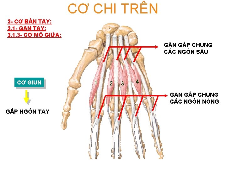 CƠ CHI TRÊN 3 - CƠ BÀN TAY: 3. 1 - GAN TAY: 3.