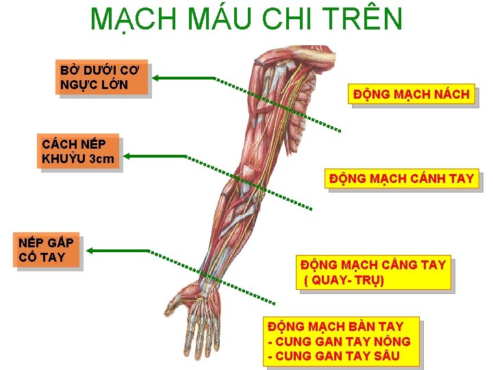 MẠCH MÁU CHI TRÊN BỜ DƯỚI CƠ NGỰC LỚN ĐỘNG MẠCH NÁCH CÁCH NẾP