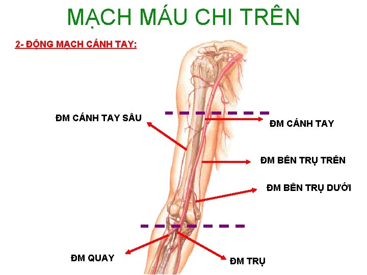 MẠCH MÁU CHI TRÊN 2 - ĐỘNG MẠCH CÁNH TAY: ĐM CÁNH TAY S