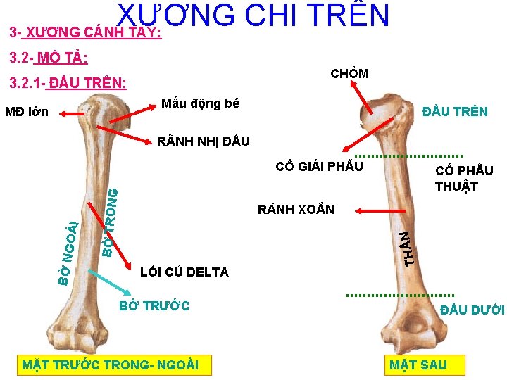 XƯƠNG CHI TRÊN 3 - XƯƠNG CÁNH TAY: 3. 2 - MÔ TẢ: CHỎM