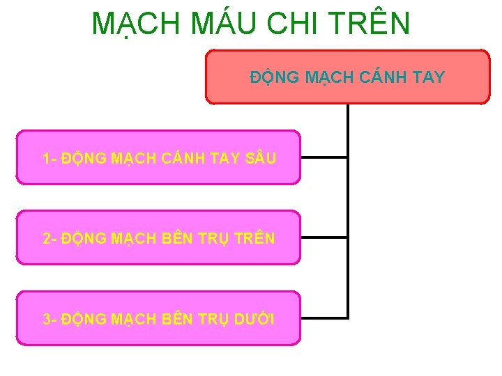 MẠCH MÁU CHI TRÊN ĐỘNG MẠCH CÁNH TAY 1 - ĐỘNG MẠCH CÁNH TAY