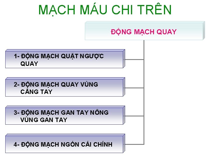 MẠCH MÁU CHI TRÊN ĐỘNG MẠCH QUAY 1 - ĐỘNG MẠCH QUẶT NGƯỢC QUAY