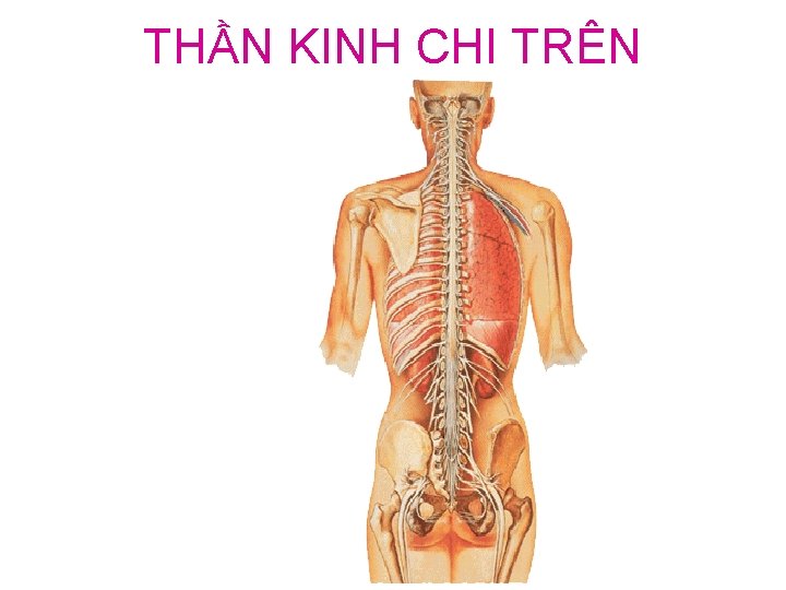 THẦN KINH CHI TRÊN 