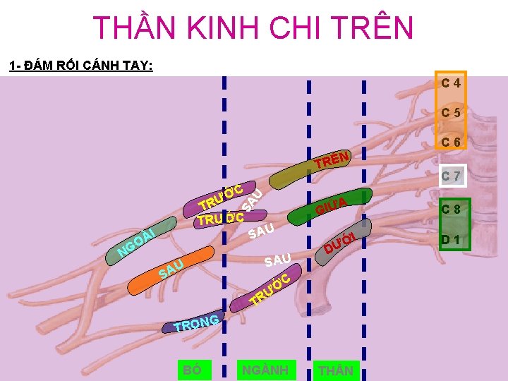 THẦN KINH CHI TRÊN 1 - ĐÁM RỐI CÁNH TAY: C 4 C 5