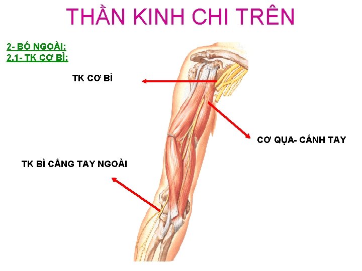 THẦN KINH CHI TRÊN 2 - BÓ NGOÀI: 2. 1 - TK CƠ BÌ: