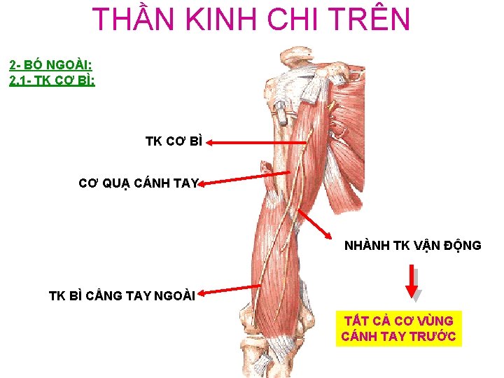 THẦN KINH CHI TRÊN 2 - BÓ NGOÀI: 2. 1 - TK CƠ BÌ: