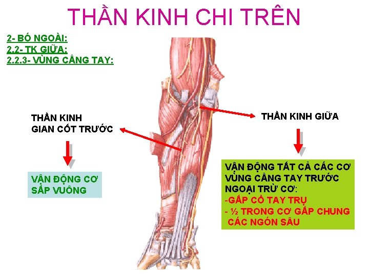 THẦN KINH CHI TRÊN 2 - BÓ NGOÀI: 2. 2 - TK GIỮA: 2.