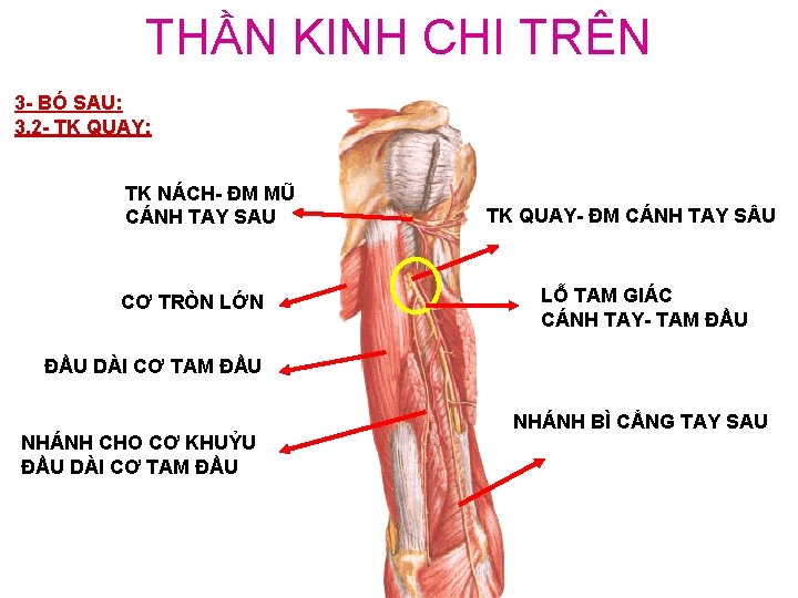 THẦN KINH CHI TRÊN 3 - BÓ SAU: 3. 2 - TK QUAY: TK