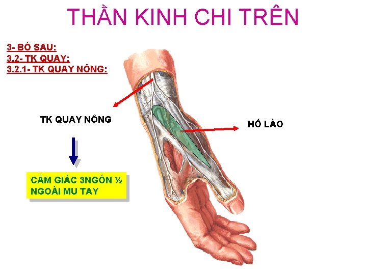 THẦN KINH CHI TRÊN 3 - BÓ SAU: 3. 2 - TK QUAY: 3.