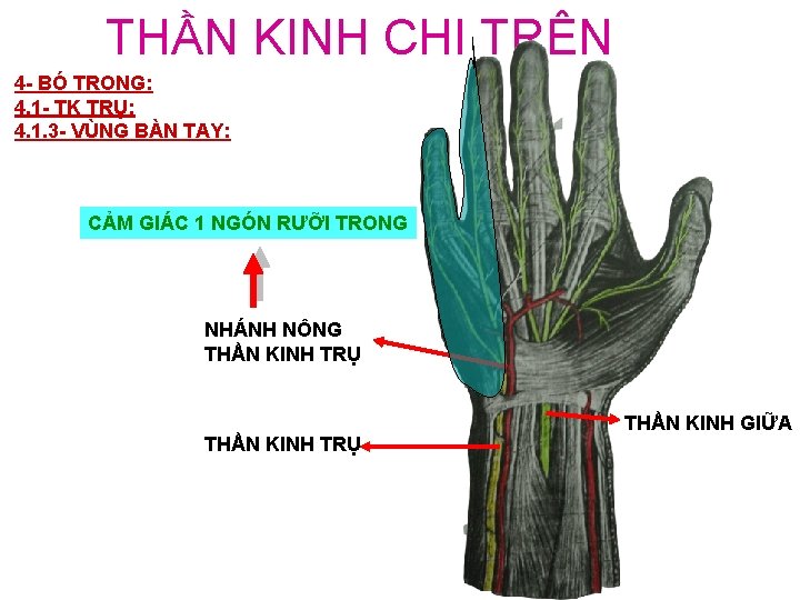 THẦN KINH CHI TRÊN 4 - BÓ TRONG: 4. 1 - TK TRỤ: 4.