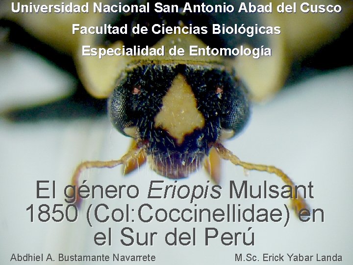 Universidad Nacional San Antonio Abad del Cusco Facultad de Ciencias Biológicas Especialidad de Entomología