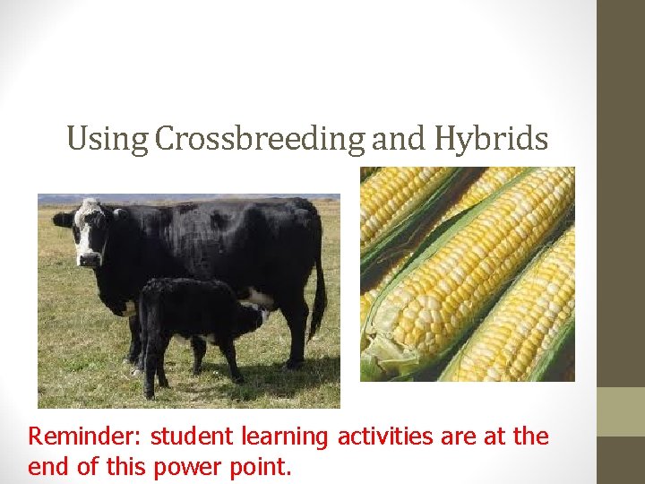 Using Crossbreeding and Hybrids Reminder: student learning activities are at the end of this