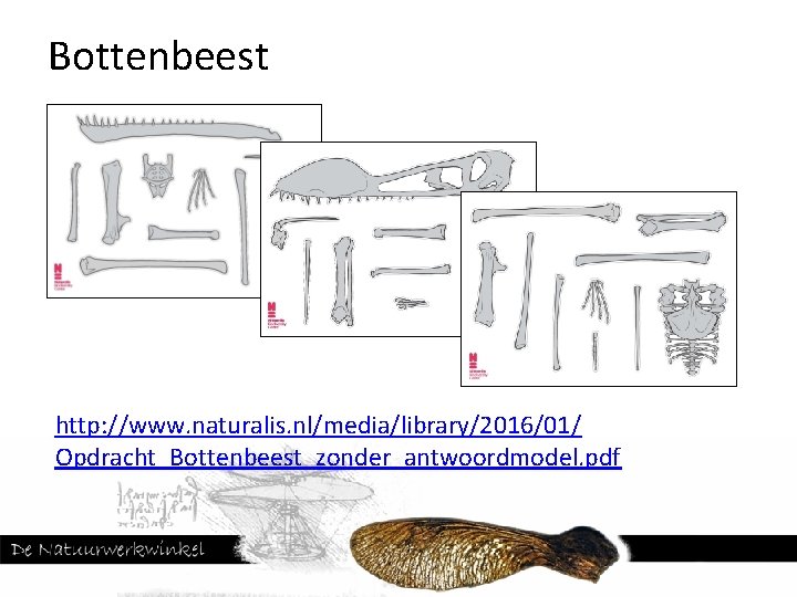 Bottenbeest http: //www. naturalis. nl/media/library/2016/01/ Opdracht_Bottenbeest_zonder_antwoordmodel. pdf 