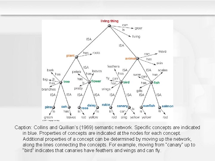 Caption: Collins and Quillian’s (1969) semantic network. Specific concepts are indicated in blue. Properties Caption: Collins and Quillian’s (1969) semantic network. Specific concepts are indicated in blue. Properties