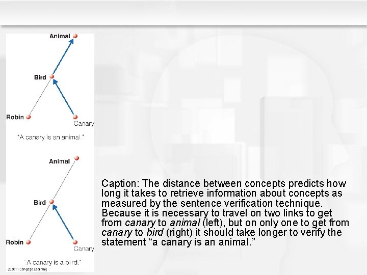 Caption: The distance between concepts predicts how long it takes to retrieve information about Caption: The distance between concepts predicts how long it takes to retrieve information about