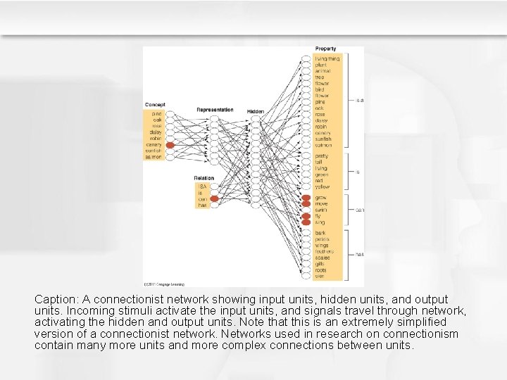 Caption: A connectionist network showing input units, hidden units, and output units. Incoming stimuli Caption: A connectionist network showing input units, hidden units, and output units. Incoming stimuli