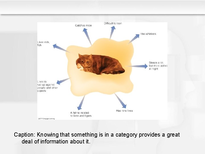 Caption: Knowing that something is in a category provides a great deal of information Caption: Knowing that something is in a category provides a great deal of information